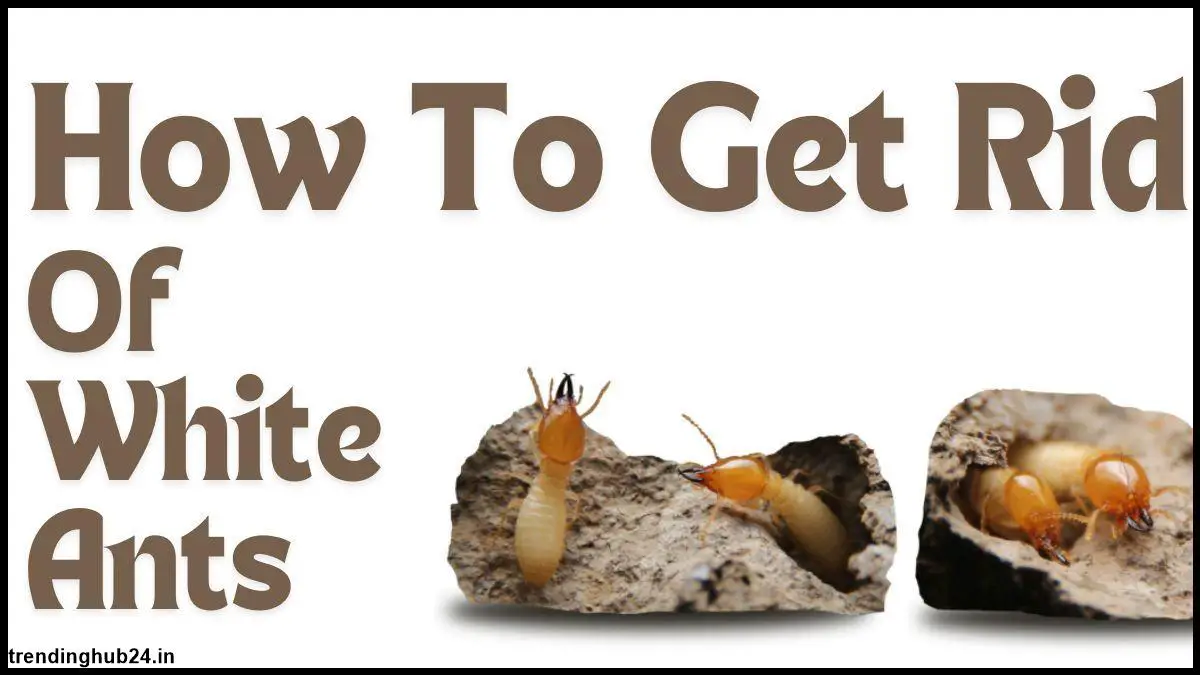 how to get rid of white ants Identifying White Ants Infestation.jpg